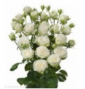 ΤΡΙΑΝΤΑΦΥΛΛΑ ΜΠΟΥΤΟΝ ΛΕΥΚΟ 70εκ ROSEN TR. MISS BOMBASTIC 70cm